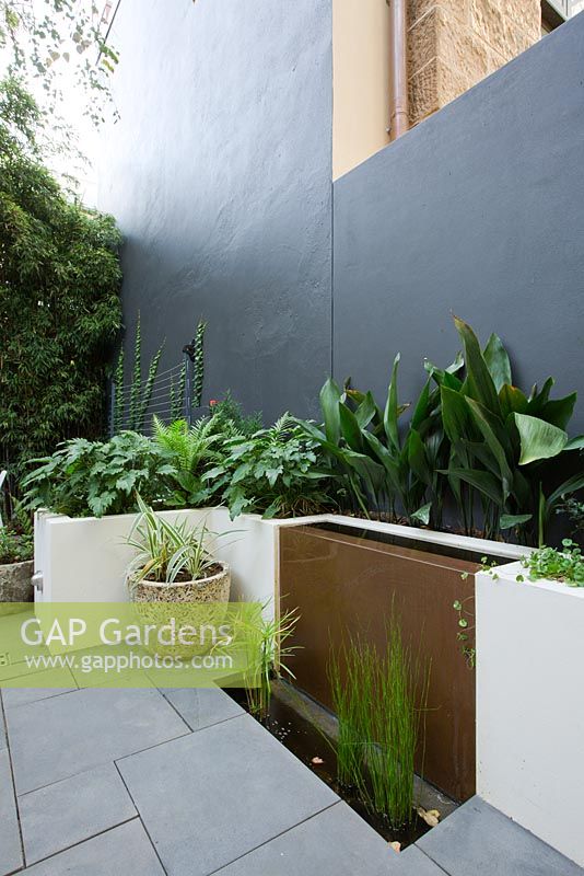 Copper water feature in inner city modern courtyard garden containing aquatic pond plants. Raised concrete planter features Philodendron 'Xanadu', Blenchnum gibbum 'Silver Lady' and Aspidistra elatior cast iron plant. 