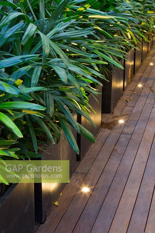 Timber deck with deck lights and potted Rhapis excelsa, Lady palms