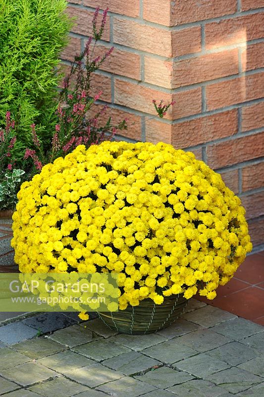 Chrysanthemum 'Poppins Yellow Jewel'