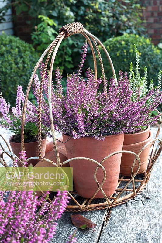 Ericas - Heathers displayed in containers in metal basket