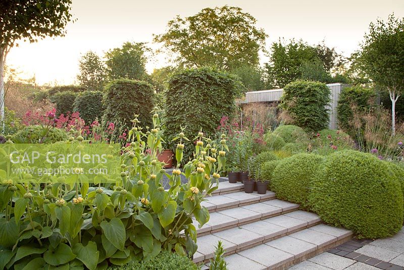 Contemporary steps through Red Valerian - Centranthus ruber, Stipa gigantea, clipped Buxus sempervirens, Phlomis russeliana with mature beech Fagus sylvatica columns. 