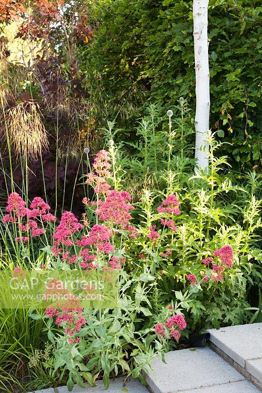 Red Valerian - Centranthus ruber, Miscanthus, Stipa gigantea and Echinops with contrasting white trunks of Birch