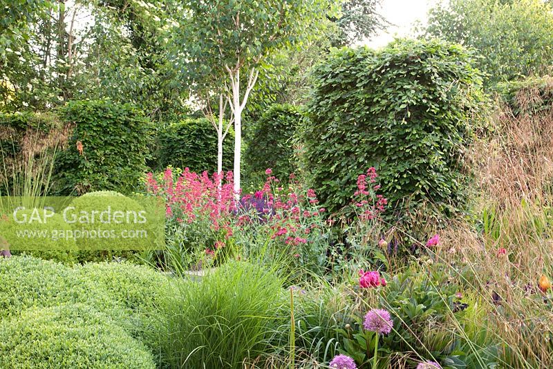 Mature beech - Fagus sylvatica columns with Clipped Buxus amongst Red Valerian - Centranthus ruber, Stipa gigantea, Miscanthus and Birch