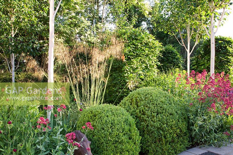 Red Valerian - Centranthus ruber, Stipa gigantea, Euphorbia, clipped Buxus and Betula - Silver Birch 