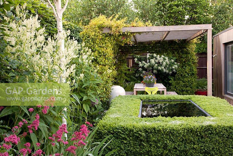 Clipped box hedge around Infinity pool with white Astilbe, Red Valerian, Silver Birch trees with covered seated area for entertaining beyond