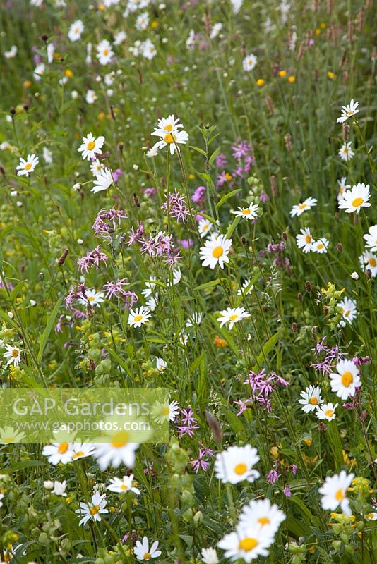 Lychnis flos-cuculi Ragged Robin Yellow Rattle Red Campion and ox-eye daisies amongst wildflower planting 