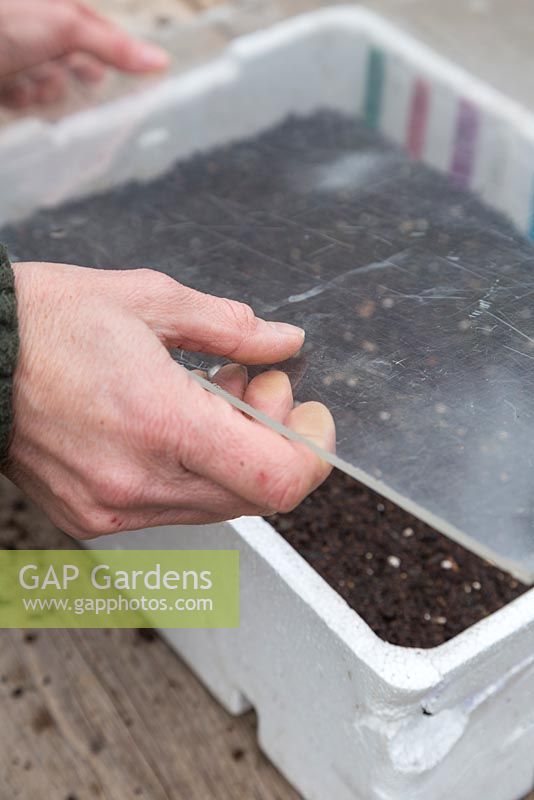 Covering freshly sown Tomato seeds with a sheet of recycled plastic to retain heat and promote growth