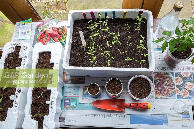 A variety of recycled containers with healthy Tomato seedlings growing in them