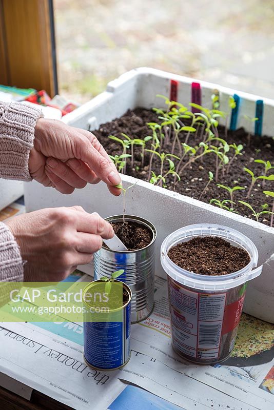 Pricking out Tomato 'Cerise' seedlings into recycled containers