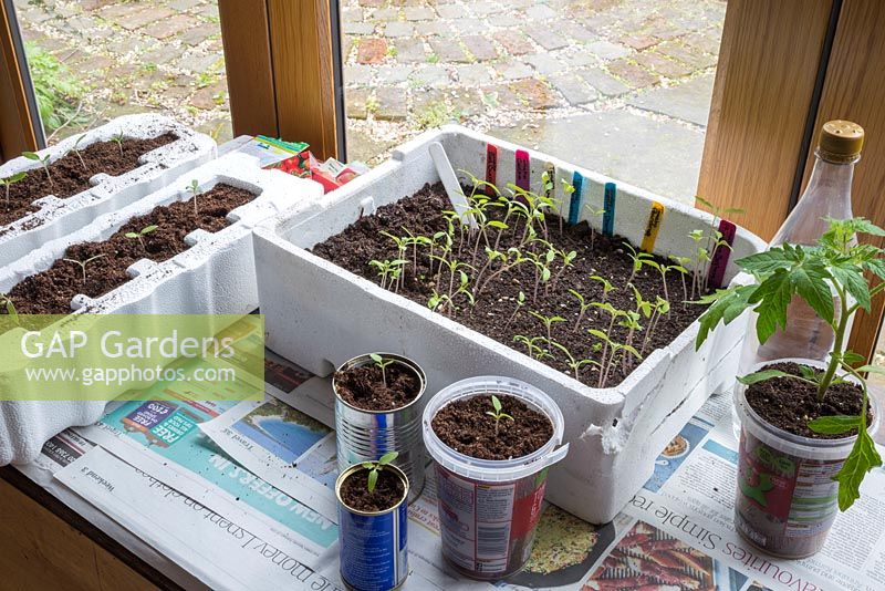 Tomato 'Cerise' seedlings pricked out into recycled containers