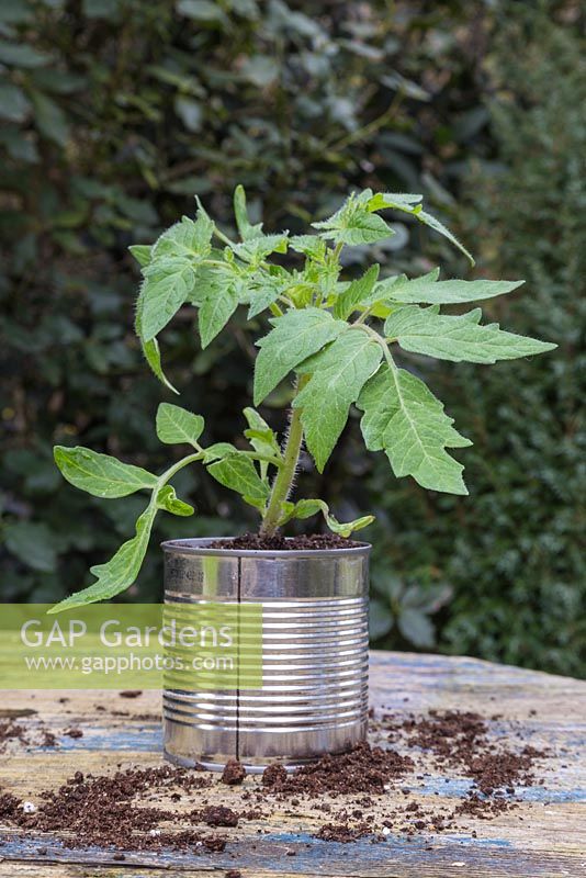 Tomato 'Moneymaker' planted in a recycled Aluminium can