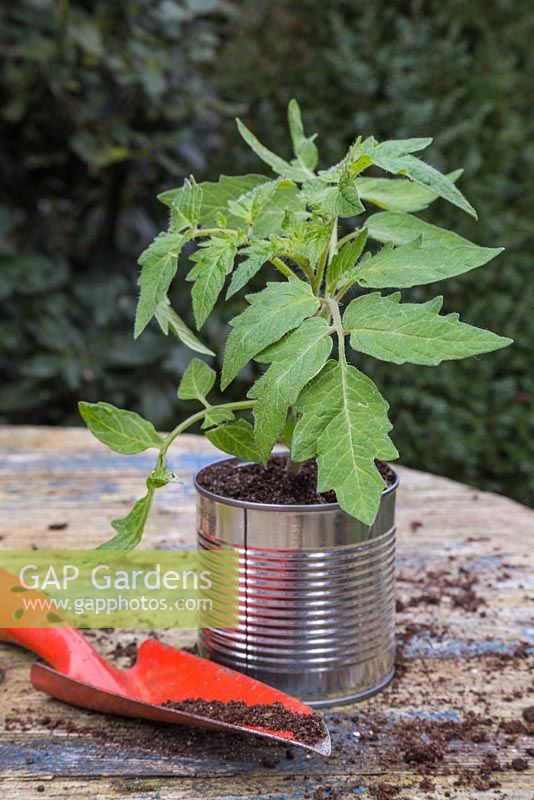 Tomato 'Moneymaker' planted in a recycled Aluminium can