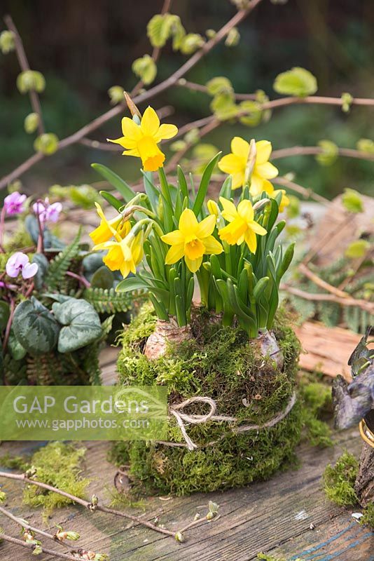 Narcissus bulbs planted in an organic mixture of soil and moss