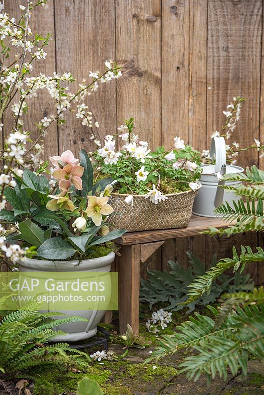Basket of Anemone blanda and a potted Helleborus x nigercors 'Emma' in a spring setting