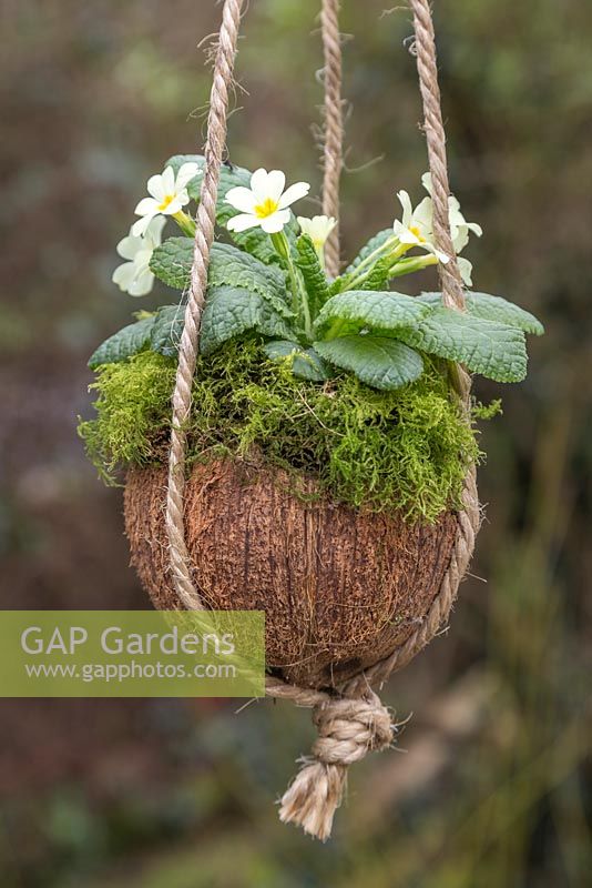 Cream Primula planted in a coconut shell with a layer of moss