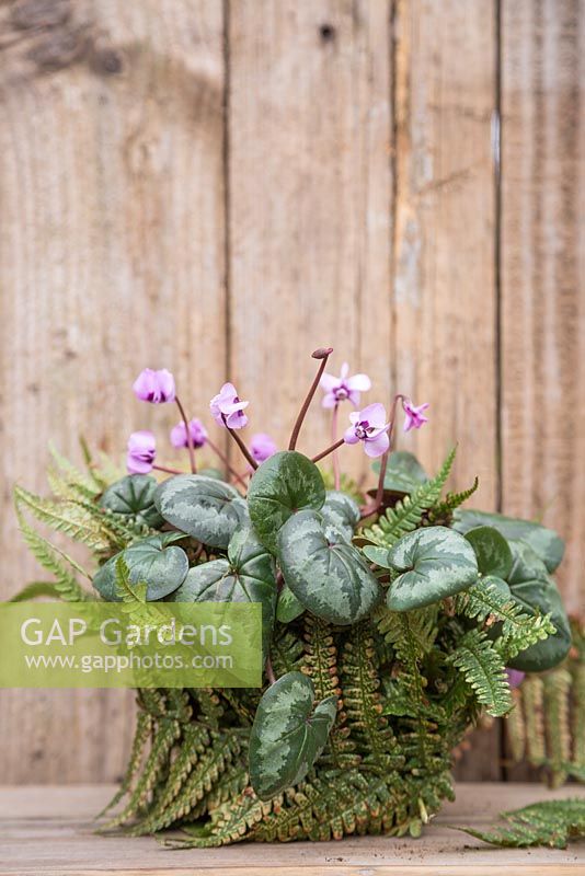 A potted Cyclamen coum wrapped with Fern fronds