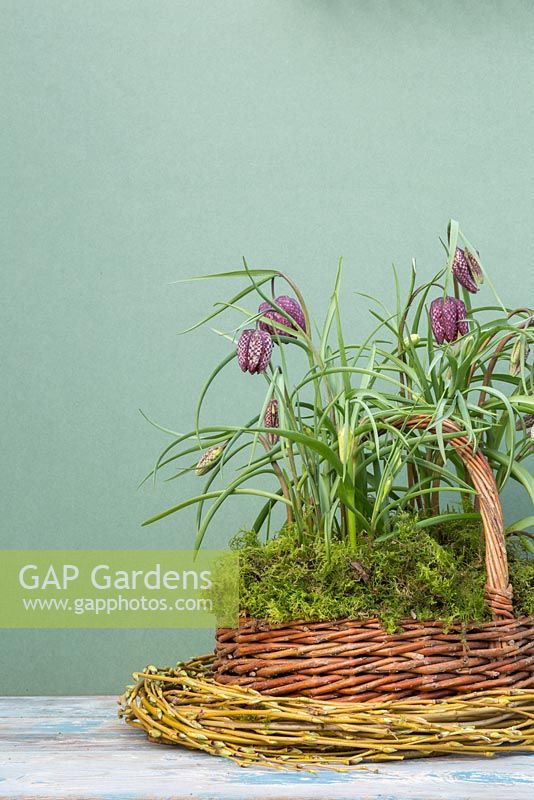 Fritillaria meleagris planted in a wicker basket with a top layer of moss, surrounded by a woven Willow ring