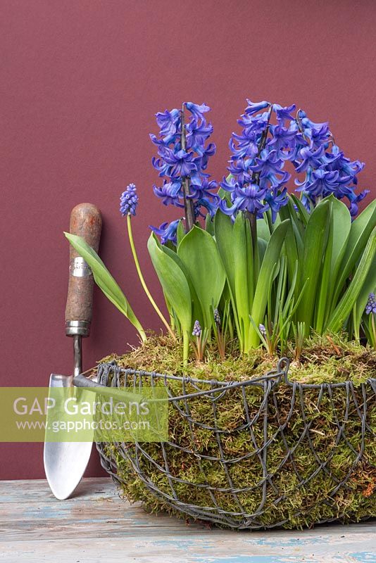 Hyacinths underplanted with Muscari in a wire basket with a moss lining