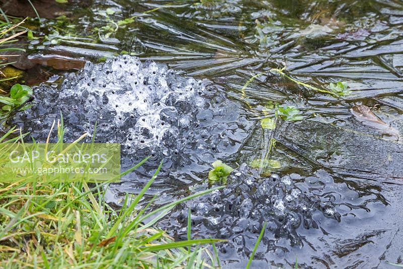 Large collection of Frog spawn frozen in a small pond