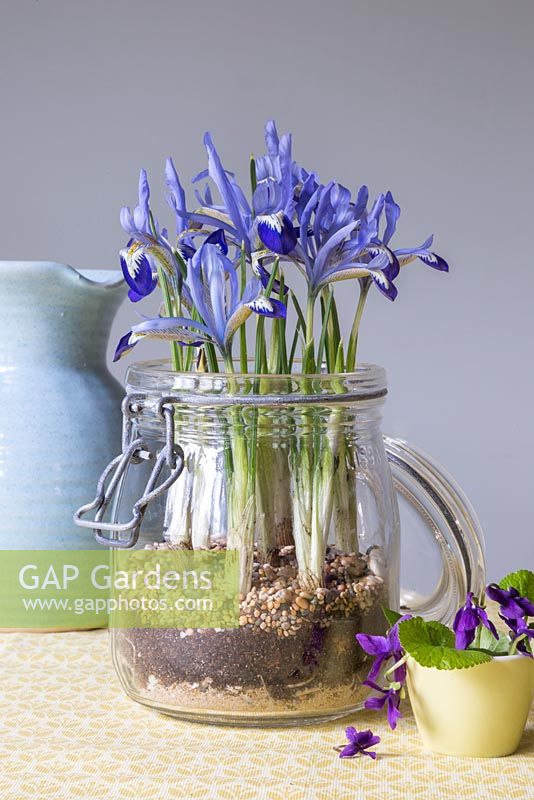 Iris reticulata 'Clairette' planted in a kilner jar, with layers of sand, compost and gravel