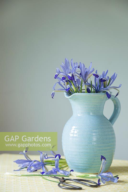 Iris reticulata 'Clairette' in a blue jug