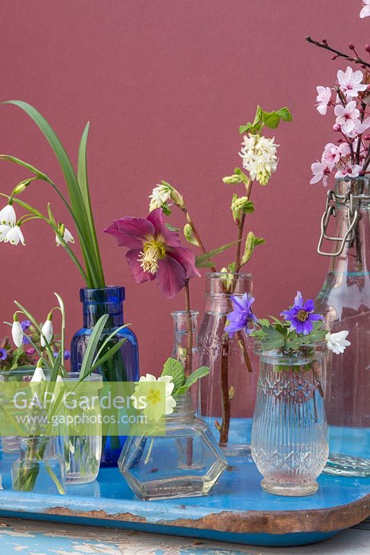 Miniature glass jar display featuring Hellebore, Snowdrops, Anemone, Muscari, Primula and Cherry blossom