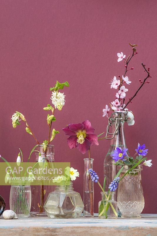 Miniature glass jar display featuring Hellebore, Snowdrops, Muscari, Primula, Anemone and Cherry blossom