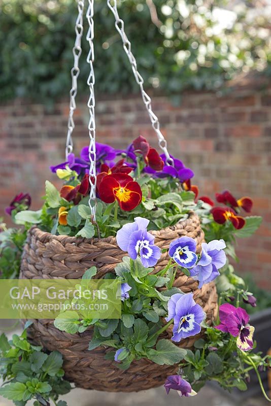 Woven hanging basket planted with Pansy 'Select Mix' Panola series
