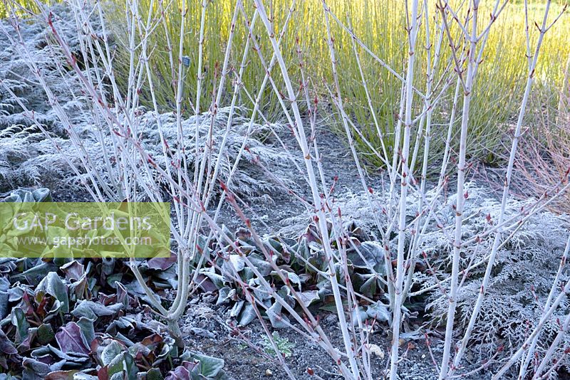 Frost covered winter stems of Acer Tegmentosum 'Valley Phantom' with Microbiota Decussata and bergenia and stems of cornus Sericea Flaviramea as backdrop