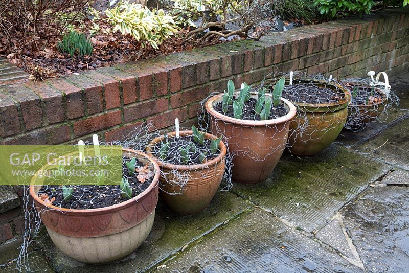 Tulips planted in pots, early spring, protected against squirrels, rabbits and cats