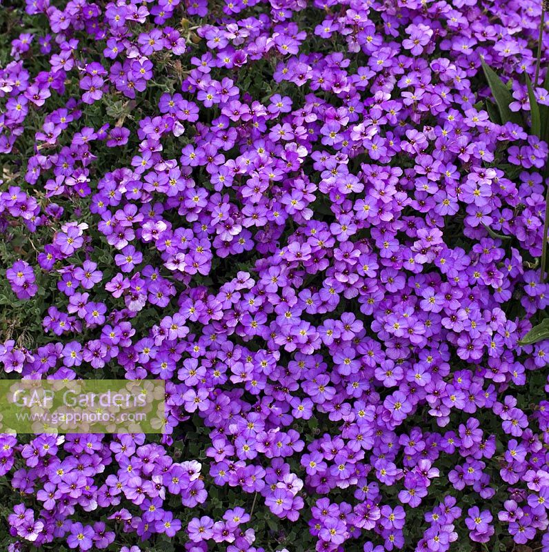 Aubretia blue cascade - carpeting rock plant with blue purple flowers in spring 