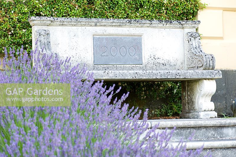 Lavandula intermedia 'Grosso' with stone bench behind containing a plaque marking the creation of Xa Tollemache's Millennium Garden below. Castle Hill, Barnstaple, Devon, UK