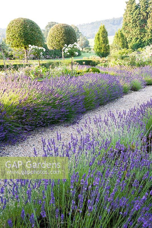 Summer borders in the Millennium Garden designed by Xa Tollemache, edged with Lavandula intermedia 'Grosso'. Castle Hill, Barnstaple, Devon, UK