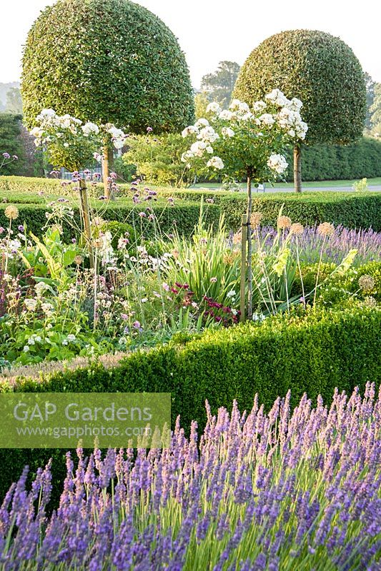 Box edged beds at the top of the double summer herbaceous borders in the Millennium Garden designed by Xa Tollemache and edged with Lavandula intermedia 'Grosso', feature standard white roses underplanted with Verbena bonariensis, lilies, Nicotiana sylvestris and agapanthus. Castle Hill, Barnstaple, Devon, UK