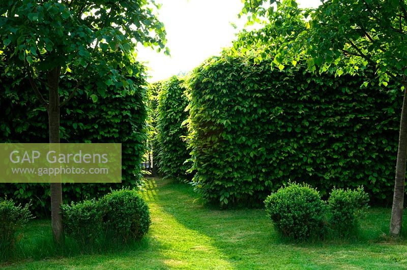 Gap between hornbeam hedges with dwarf box simple topiary and twin trees.  