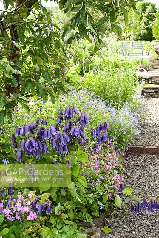 Border beside gravel path planted with Viola cornuta, purple Campanula 'Sarastro' and phlox. 