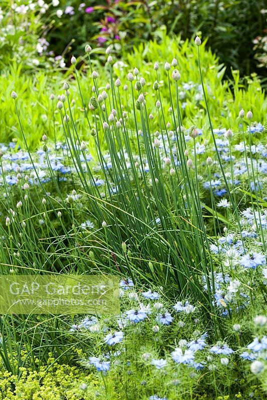 Allium buds surrounded by Love-in-a-mist, Nigella damascena. Upper Tan House, Stansbatch, Herefordshire, UK