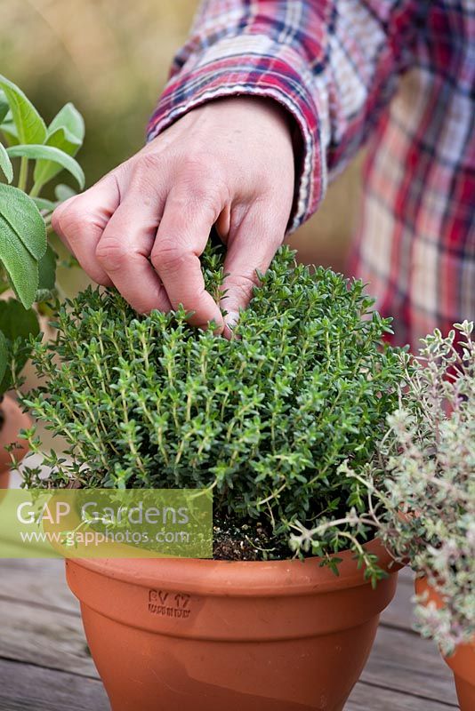 Woman gathering thyme leaves for culinary use - Thymus vulgaris