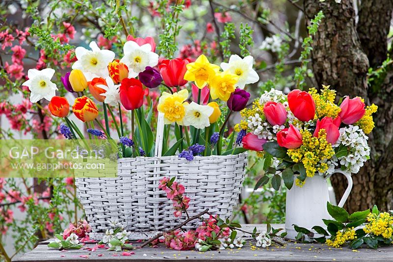 Spring displays with tulips, mahonia, pear blossom, daffodils and muscari.