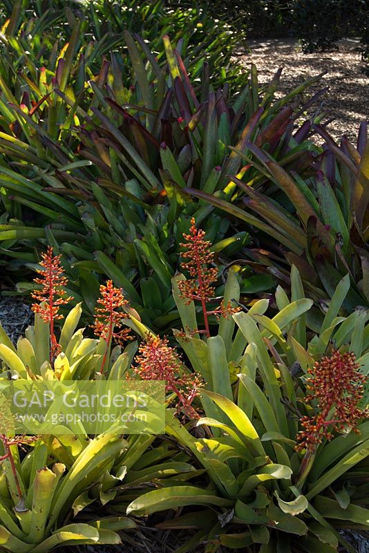 Aechmea blanchetiana. Late summer, Royal Botanic Garden Sydney, NSW, Australia