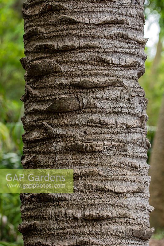 Butia capitata Jelly palm. Royal Botanic Garden Sydney, NSW, Australia