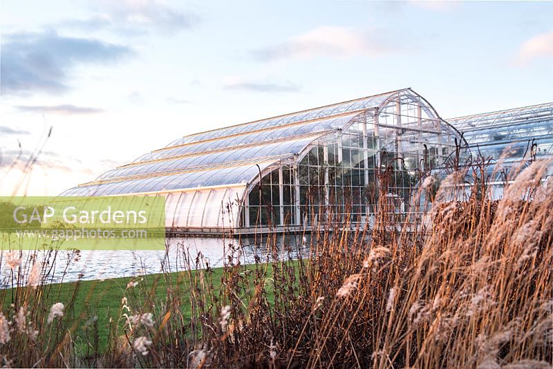 Miscanthus sinensis 'Ferner Osten' - eulalia in front of modern cathedral-like glasshouse, January, RHS Garden Wisley, Surrey 