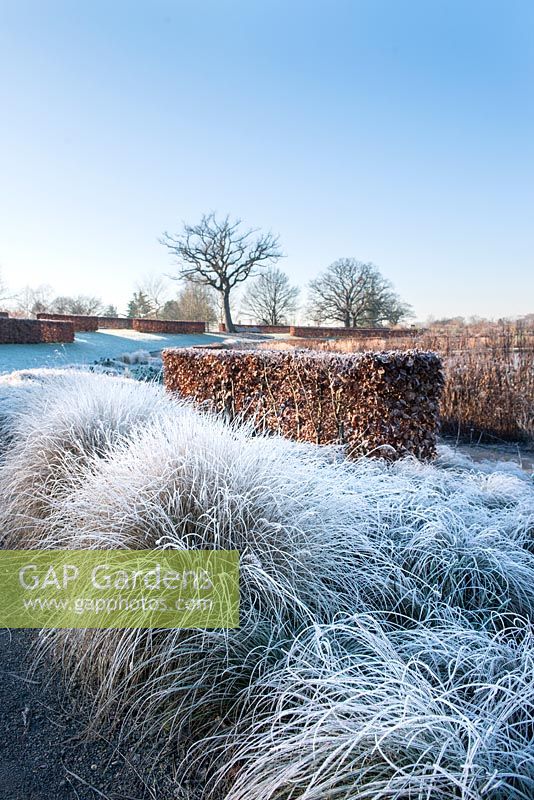 Pennisetum alopecuroides 'Moudry', Beech hedging - Fagus sylvatica and Eragrostis curvula covered with frost in winter