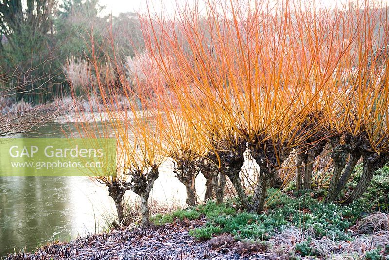 Salix alba var. vitellina 'Yelverton', AGM, and Erica x darleyensis 'White spring surprise' - heathers in January, RHS Garden Wisley, Surrey 