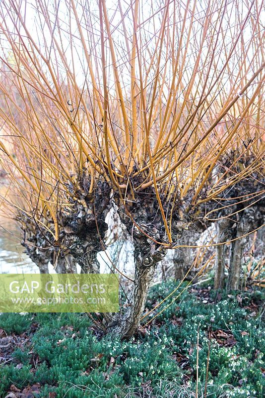 Salix alba var. vitellina 'Yelverton' AGM,  and Erica x darleyensis 'White Spring Surprise', January, RHS Garden Wisley, Surrey 