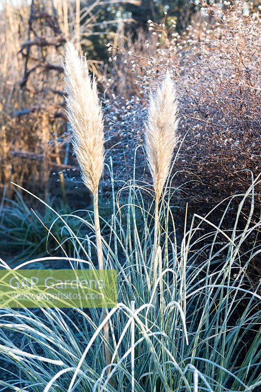 Cortaderia selloana covered with frost