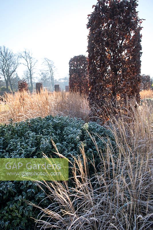 Miscanthus sinensis 'Starlight', Sarcococca confusa and Fagus sylvatica - common beech, pleached cubes with leaves covered with frost in winter