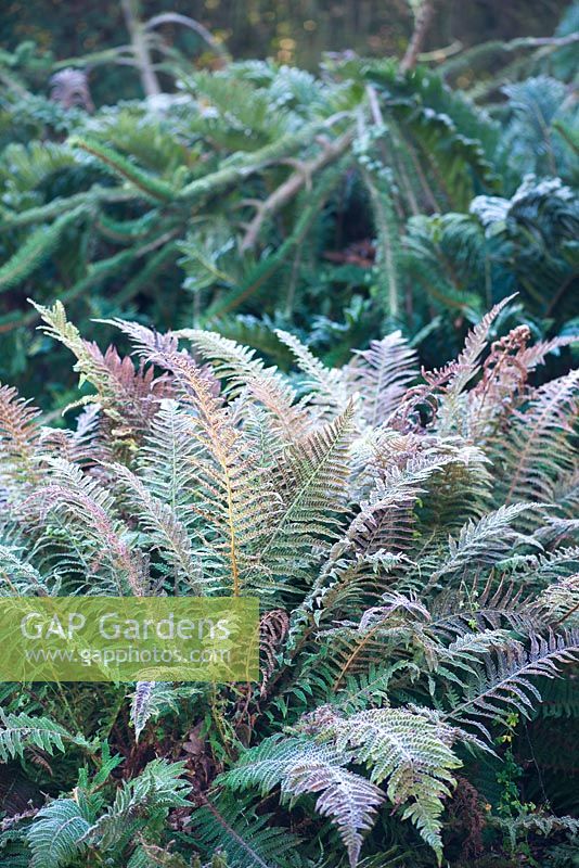 Athyrium filix-femina - lady fern, female polypody in winter, AGM covered with frost