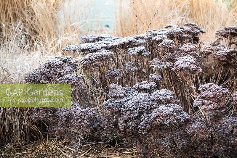 Sedum 'Herbstfreude' covered with frost