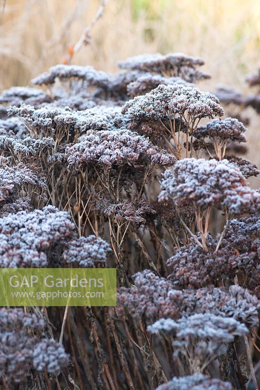 Sedum 'Herbstfreude' - Dried flower heads covered with frost